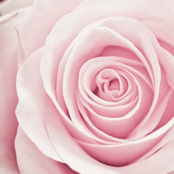 Roze Roos by Karin Keesmaat Kijk-Kunst