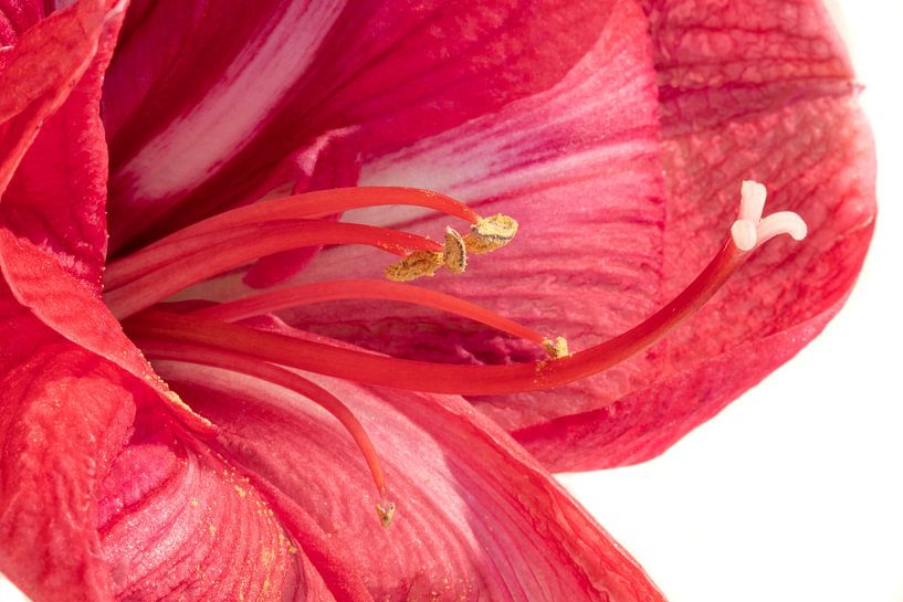 Amaryllis von voorDEfoto