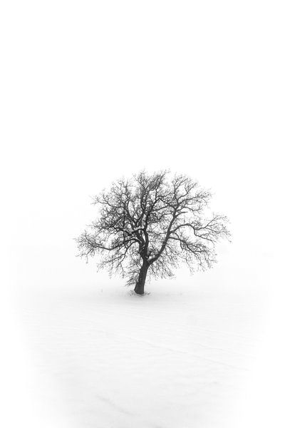 Die Eiche von Frans Scherpenisse