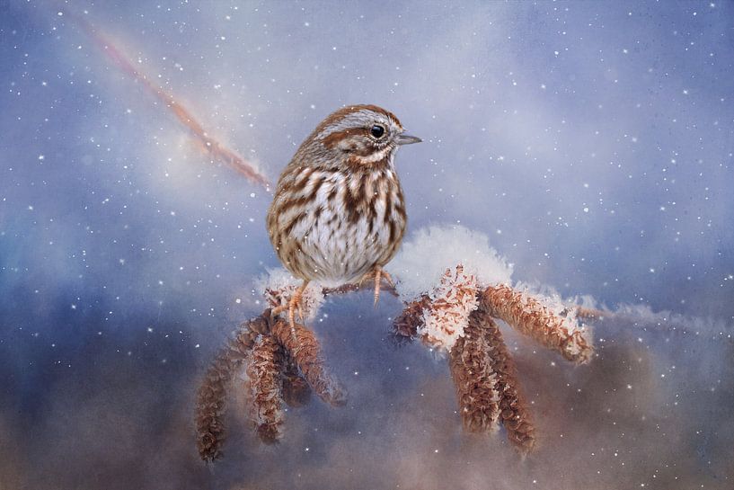 Spatz auf Schneekatzenstock und Schnee in schönen blauen und braunen Farben von Diana van Tankeren