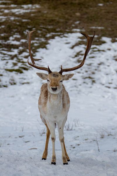 Pose de cerfs dans la neige #2 par Selwyn Smeets - SaSmeets Photography