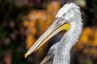 Krauskopfpelikan (Pelecanus crispus)