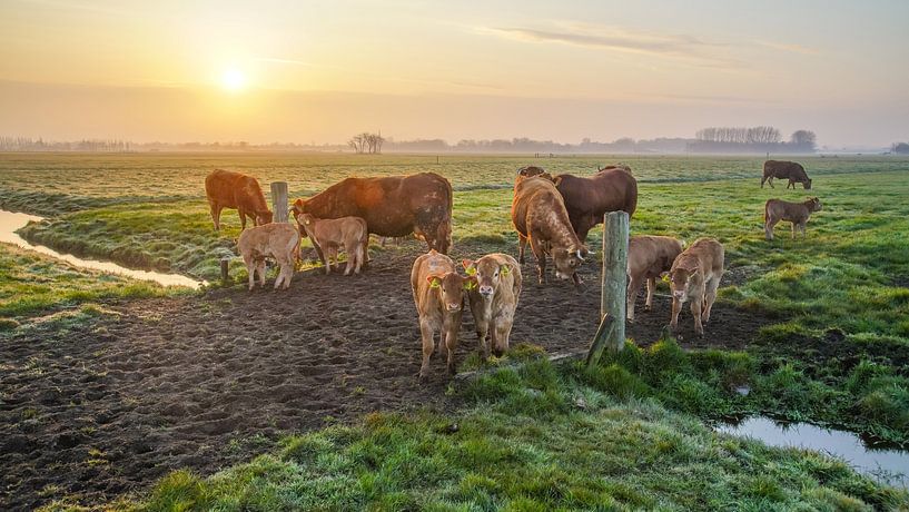 Das Leben im Freien mit Kühen von Dirk van Egmond