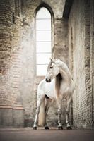 Cheval blanc dans une vieille église | photographie de cheval | étalon