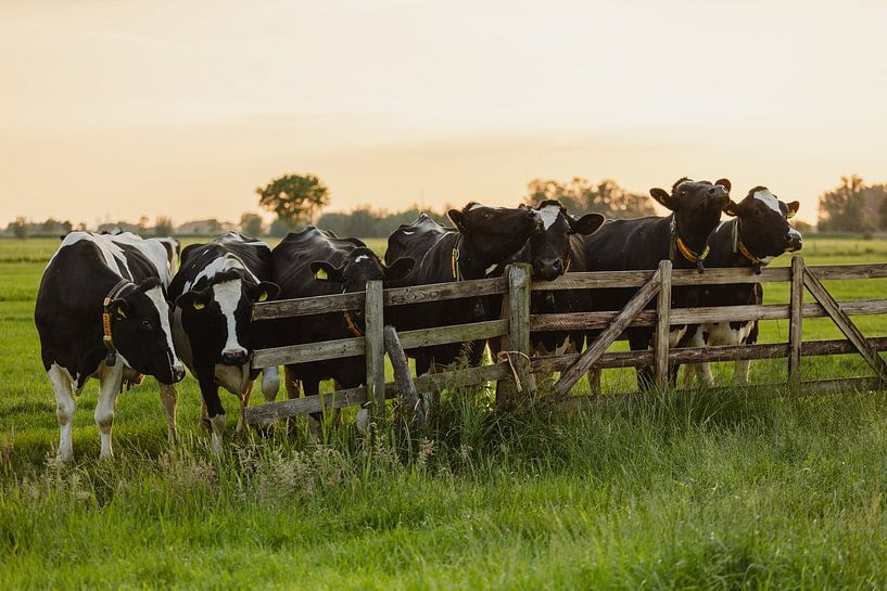 Kühe am Zaun bei Sonnenuntergang von Colinda van Rees