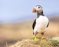 Puffin on Lunga island