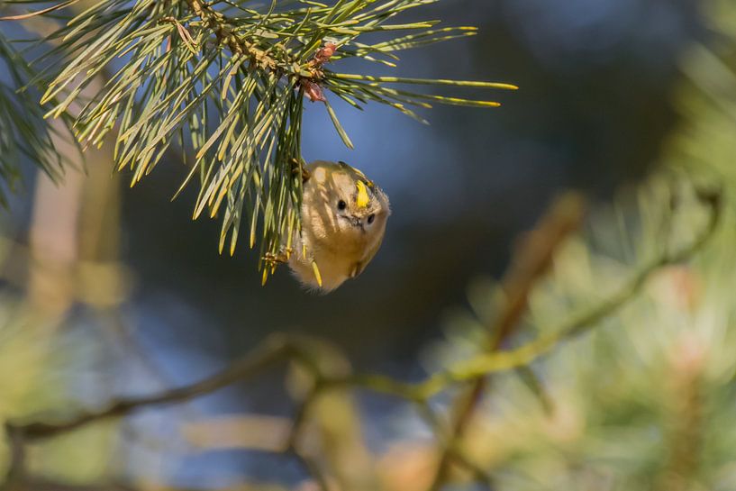 Small need by Andrea de Vries