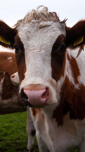 Kuh von Liv ter Riet