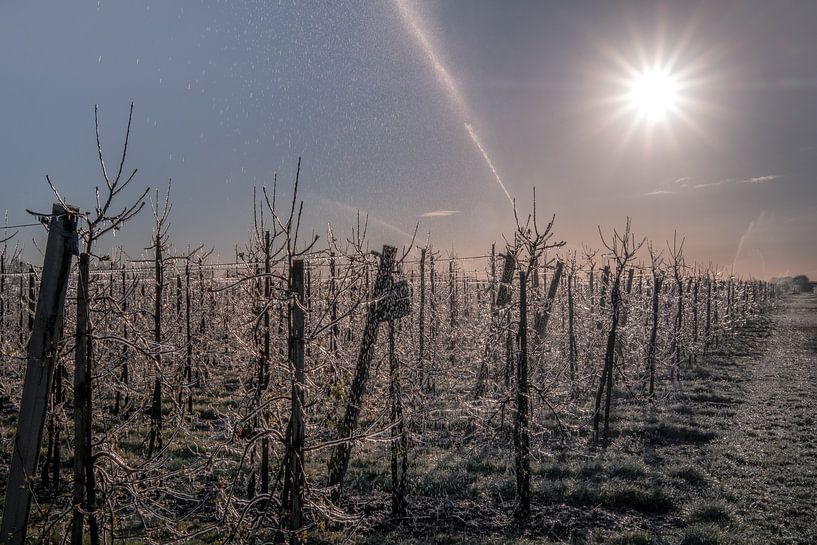 Irrigating fruit orchard by Moetwil en van Dijk - Fotografie
