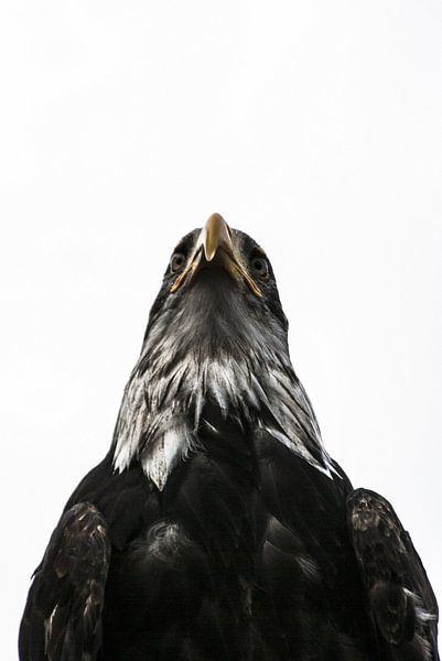 Der König der Lüfte von Norbert Sülzner