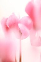Cyclamen