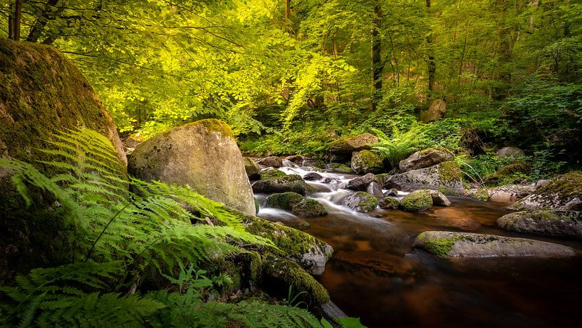 Sommer im Ilsetal von Steffen Henze