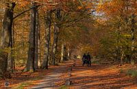Autumn in the Netherlands!