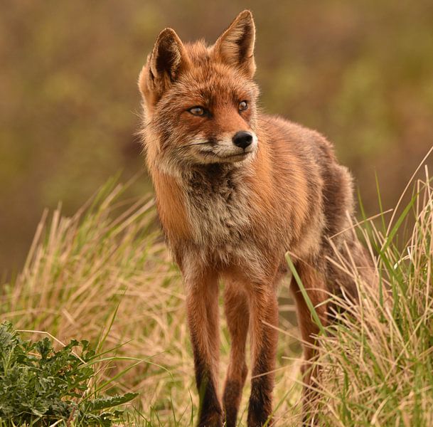 Kleiner Fuchs in den Dünen von By Marjolein Design