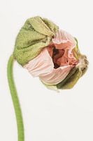 salmon pink poppy in bud