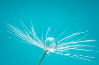 Wasser & Dampf; Pluis