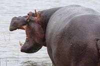 Open Mouthed Hippo in the Water, South Africa Wildlife Nature Photography