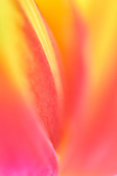 Tulp in close-up van Ad Jekel