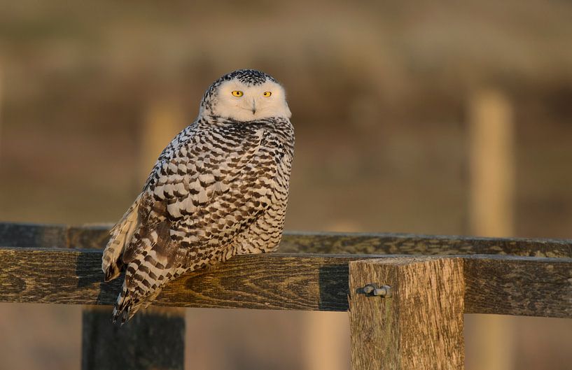 Sneeuwuil, Snowy owl by Ron Westbroek