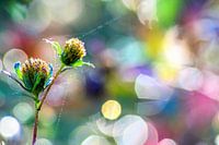 A colourful bokeh