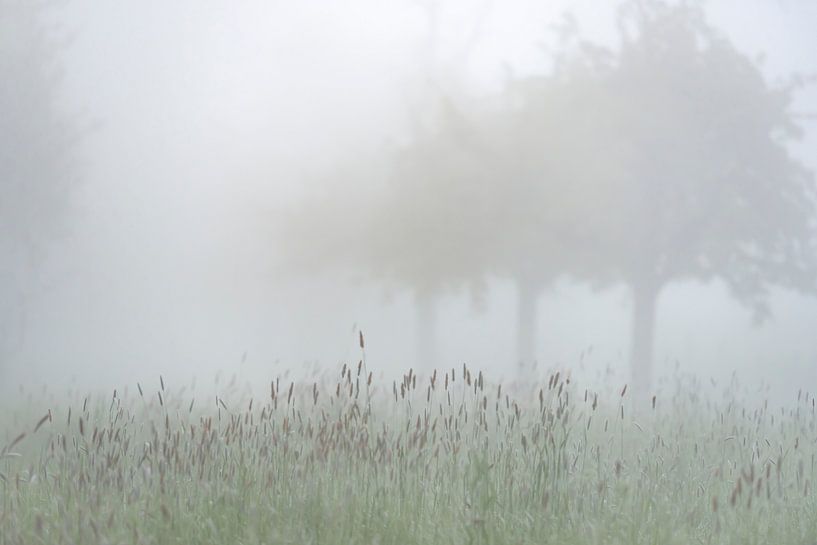Holland in the fog by Jolanda van Straaten
