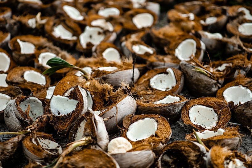 Kokosnüsse auf einer Kokosnussplantage auf den Philippinen von Yvette Baur