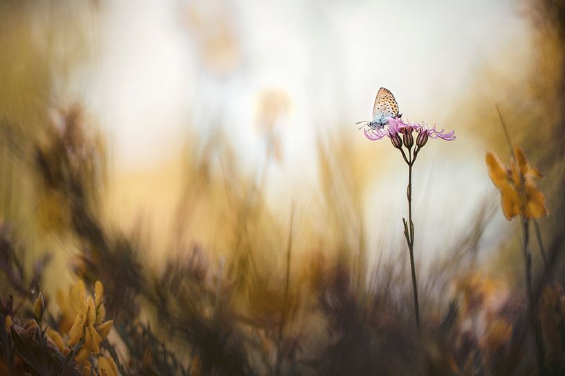 Vide par Bob Daalder