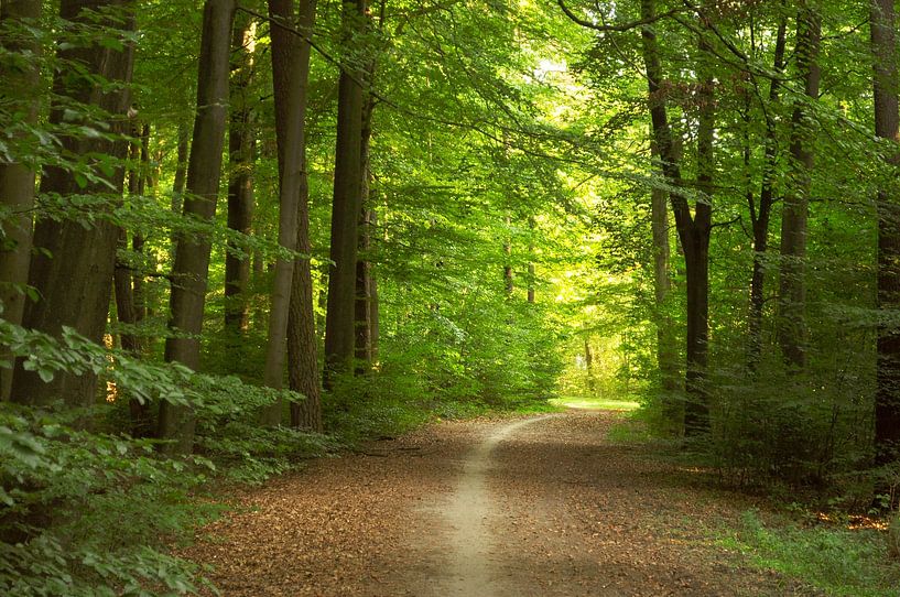 In the forest towards the light by Corinne Welp