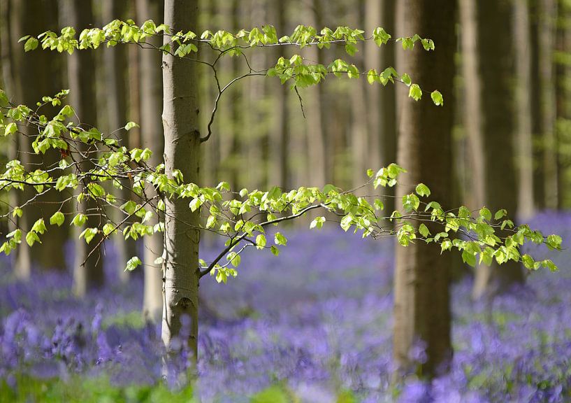 Bluebells in the Haller forest by Barbara Brolsma