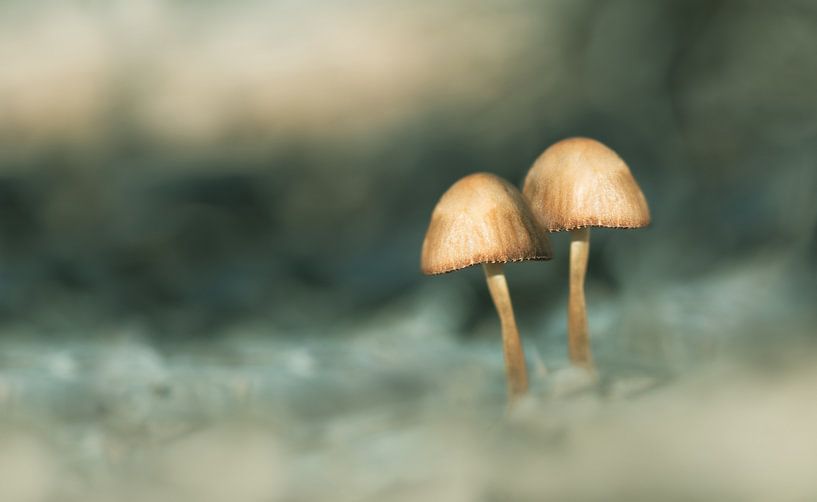 Mushrooms in the fairytale forest by Leny Silina Helmig