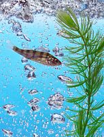 Fish in clean fresh water with waterplant and air bubbles.