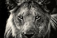 Close-up of a young male Lion, a portrait.