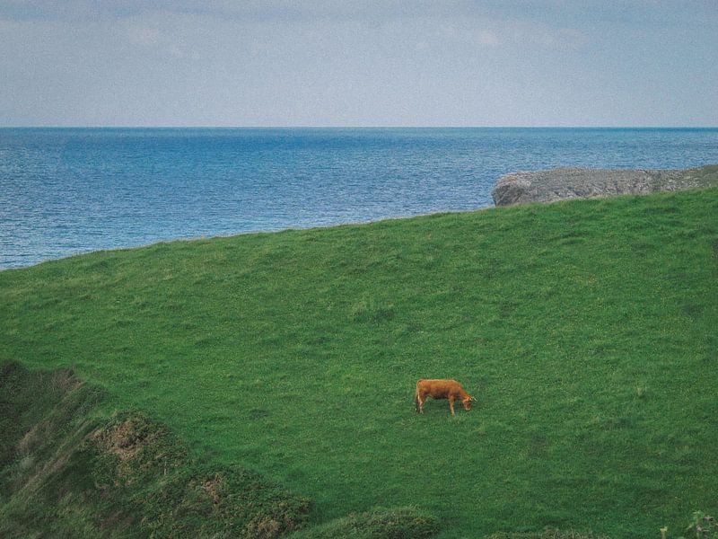 Spanish cow by Bas Koster