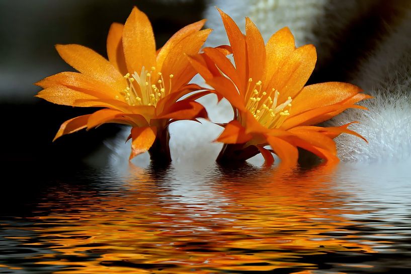 Feuerwasser - Rote Kakteenblüte von Christine Nöhmeier