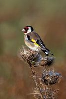 Goldfinch on thistle in evening light
