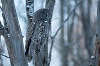 Portrait d'une chouette de Laponie, Canada Janvier 2025