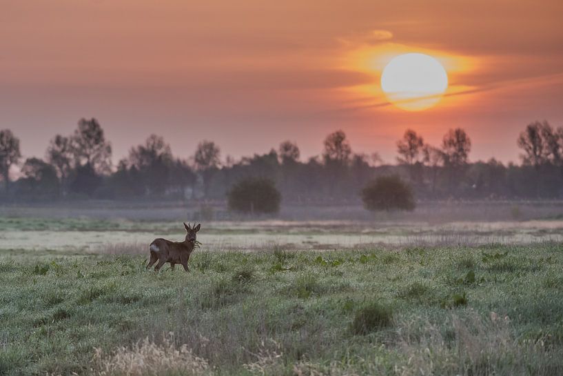 een ree met zonsopkomst par Hans Wolters