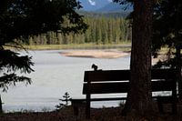 Silhouette of a squirrel eating on a bench in front of the river