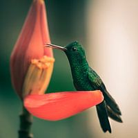 Kolibri beim Frühstück