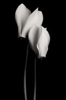 Cyclamen black and white