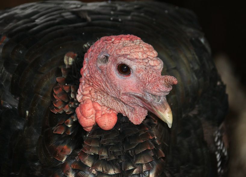 Dindon par Matthias Brix