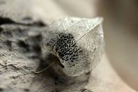 Baies dorées sèches