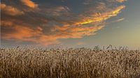 Grainfield in evening light
