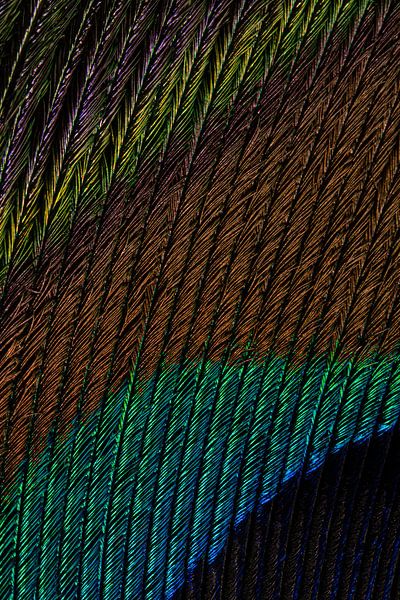 Die Farben einer Pfauenfeder von Marjolijn van den Berg