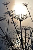 Bear claw in the morning mist with cobwebs with dewdrops