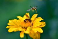 sitzende und fliegende Wespe - Gartensonnenauge
