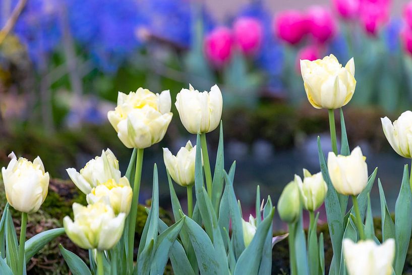 Tulipes Fosteriana blanches Sweetheart par Dieter Meyer