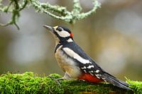Spotted woodpecker on a branch.