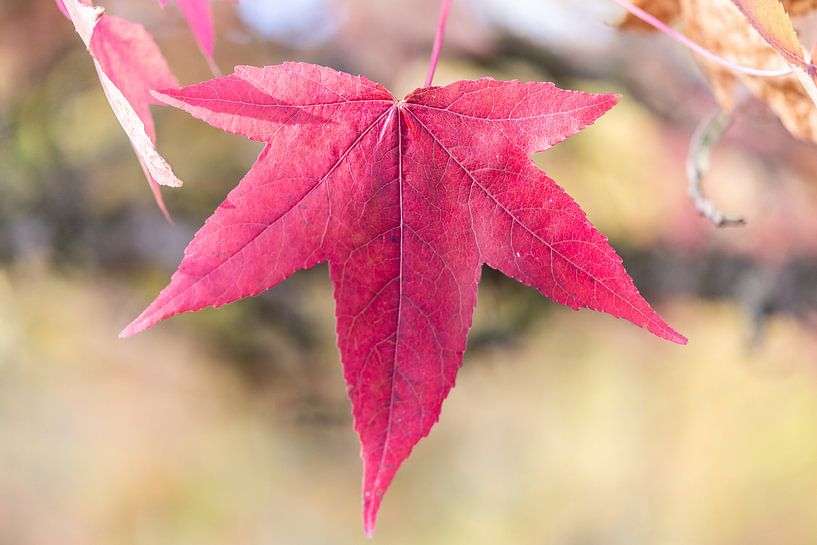 esdoornblad von Adriaan Westra