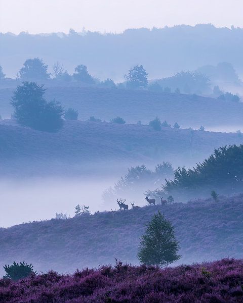 Hirsche auf der Posbank von Thijs Vermeer